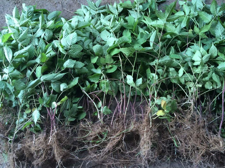 黑树莓树苗 果实味美 当年结果 盆栽地栽 南北种植 成活率高 黑莓