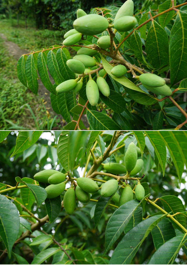 吉果多 重庆石蟆青橄榄新鲜生青果 花皮橄榄2500g