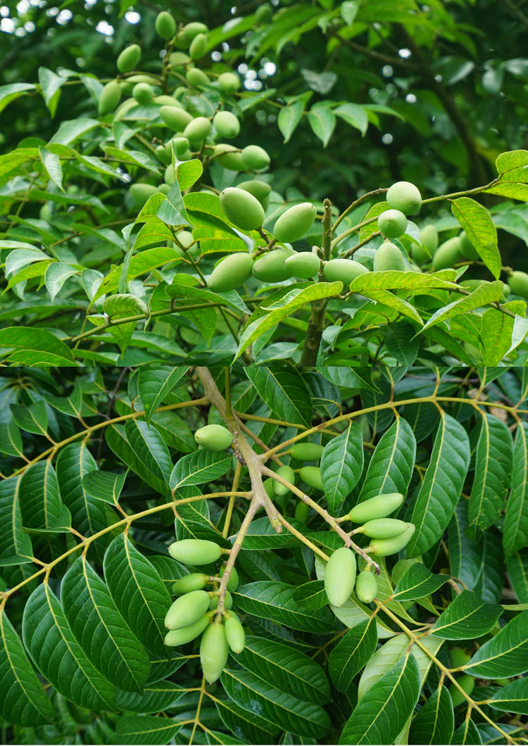 吉果多 重庆石蟆青橄榄新鲜生青果 花皮橄榄2500g