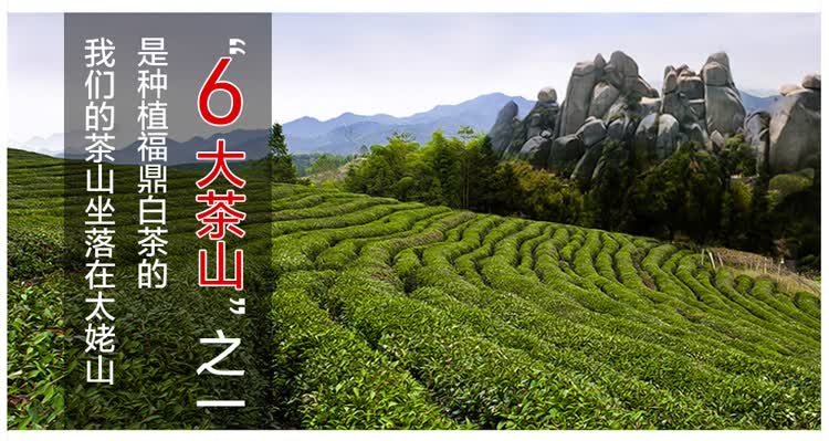 2007年福鼎白茶饼价格