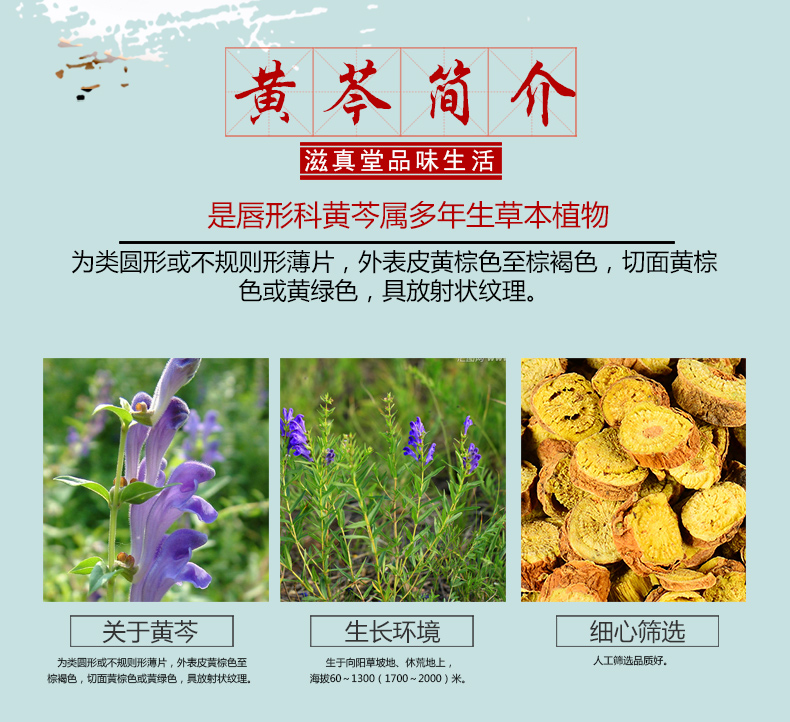 吃鱼腥草的危害_鱼腥草怎么吃_吃鱼腥草有什么功效与作用