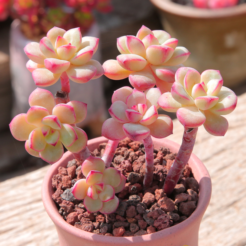 探戈 老桩多头群生多肉植物组合盆栽萌肉肉拼盘植物多肉 紫梦群生4cm