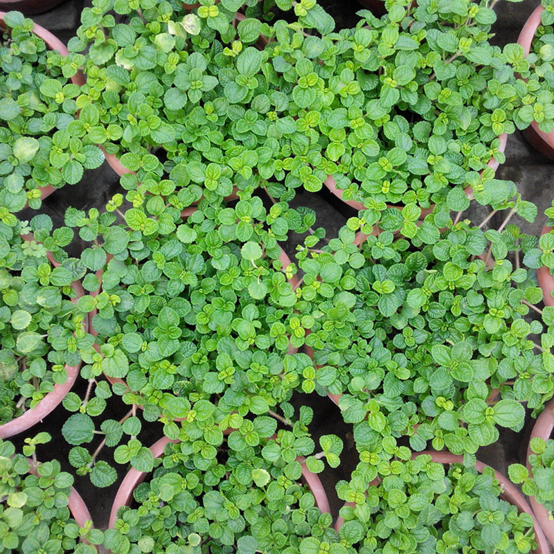 boussac懒人吸毒草 室内外绿植盆栽植物 新家 除异味吸甲醛净化空气 2