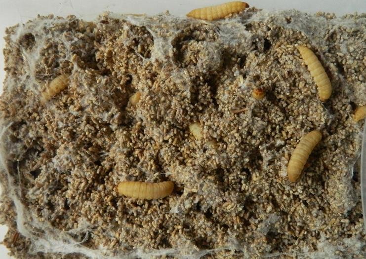 葡萄蜜玉米虫活体蜜虫柴虫皮虫活体鸟爬宠活体食钓饵 特大虫长约3cm