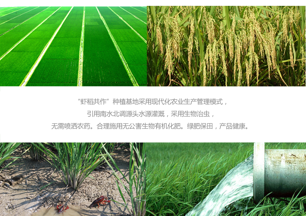 掘金生态农业,稻虾共育年赚千万