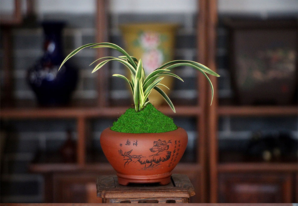 带盆栽好 花卉包邮 金边矮种兰花苗 惠兰四季金福冠 紫砂盆种好发货