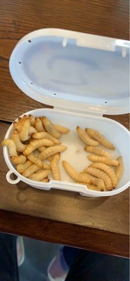 葡萄蜜玉米虫活体蜜虫柴虫皮虫活体鸟爬宠活体食钓饵 特大虫长约3cm