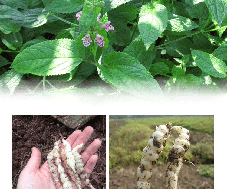 新鲜宝塔菜芋环玉坏地环地葫芦螺丝菜地牯牛1500g