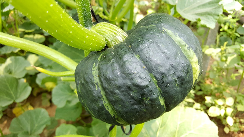 贝贝南瓜 5斤装 迷你贝贝绿皮 新鲜蔬菜 辅食 日本品种 香糯粉甜