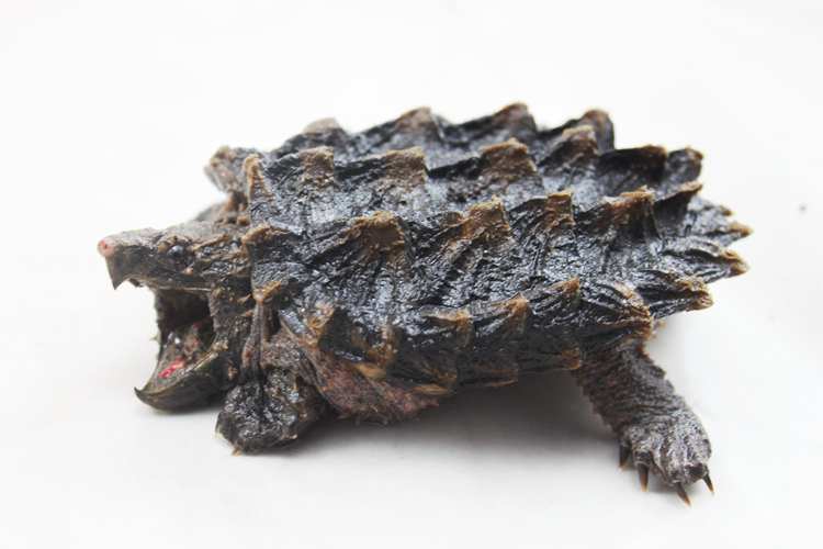 易萌大鳄龟宠物活物鳄龟观赏小宠活体大鳄龟真鳄苗 大鳄龟6-8厘米