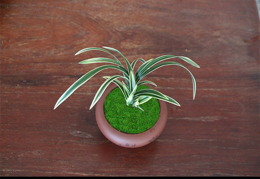 带盆栽好 花卉包邮 金边矮种兰花苗 惠兰四季金福冠 紫砂盆种好发货