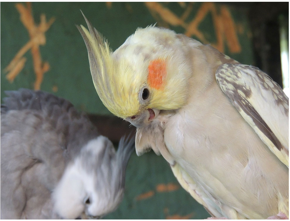 鸟活物虎皮鹦鹉幼体宠物活鸟玄凤鹦鹉手养鸟雏鸟小家养幼鸟幼崽鸟活体