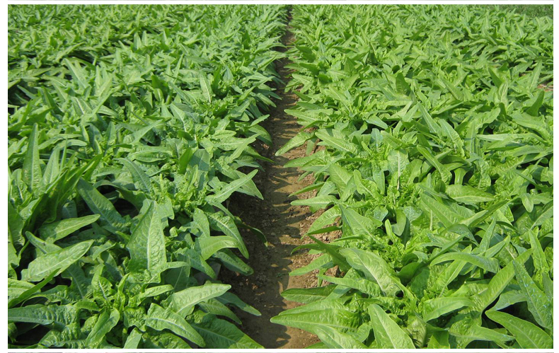 博多客 莴笋 5斤 莴苣 新鲜蔬菜农家自种 青笋 露天生长