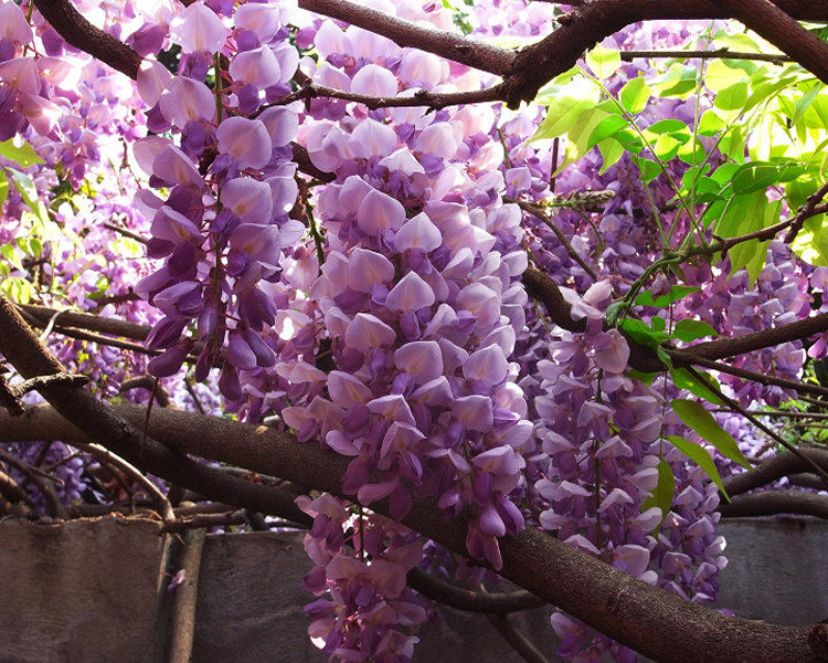 苗彩園藝 紫藤花樹苗盆栽紫藤苗紫藤蘿花樹苗豐花紫藤日本多花紫藤