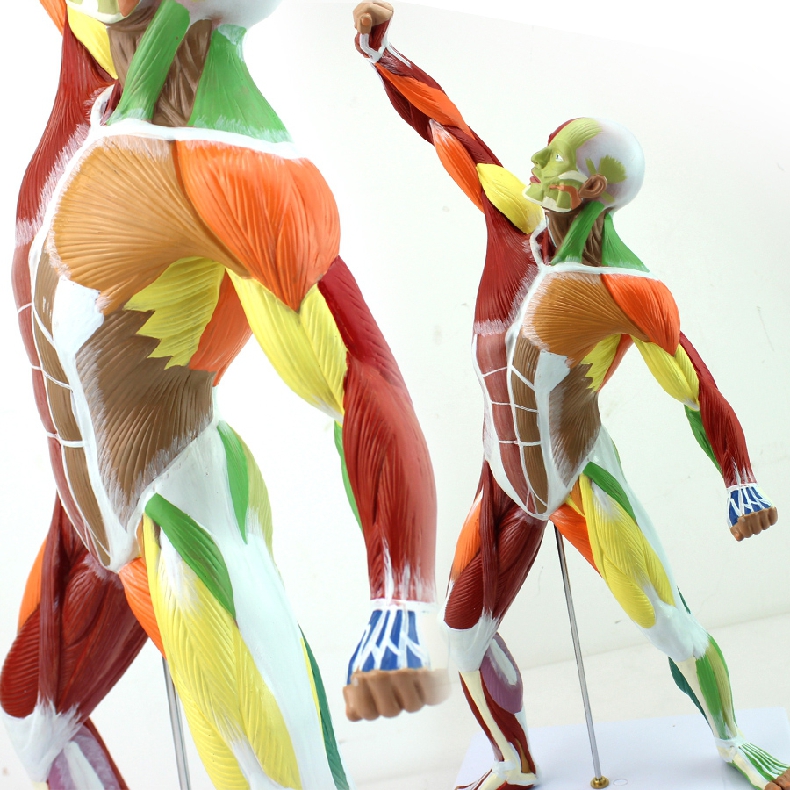 运动肌肉解剖系统健身教学人体肌肉解剖结构模型全身教学医生医学