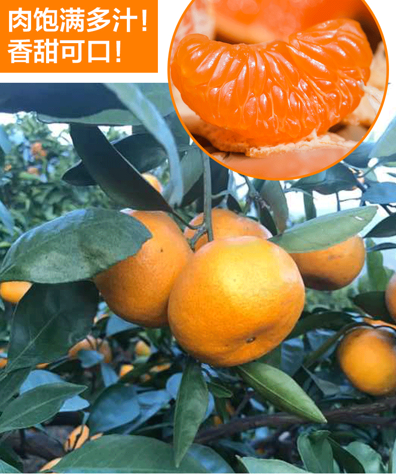 宫川蜜桔成熟期(宫川桔苗)