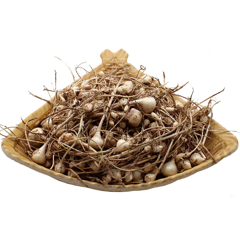 博多客小根蒜东北特产大脑瓜新鲜蔬菜大脑蹦浸没菜山蒜野蒜5斤装