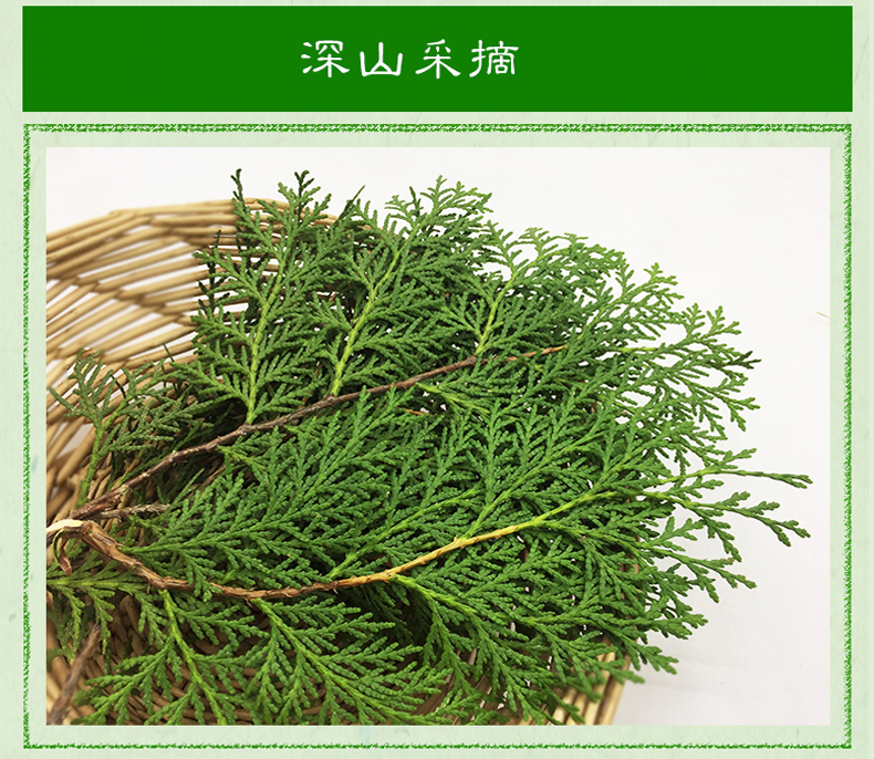 新鮮側柏葉扁柏枝葉植物黑髮生髮烏髮葉5kg