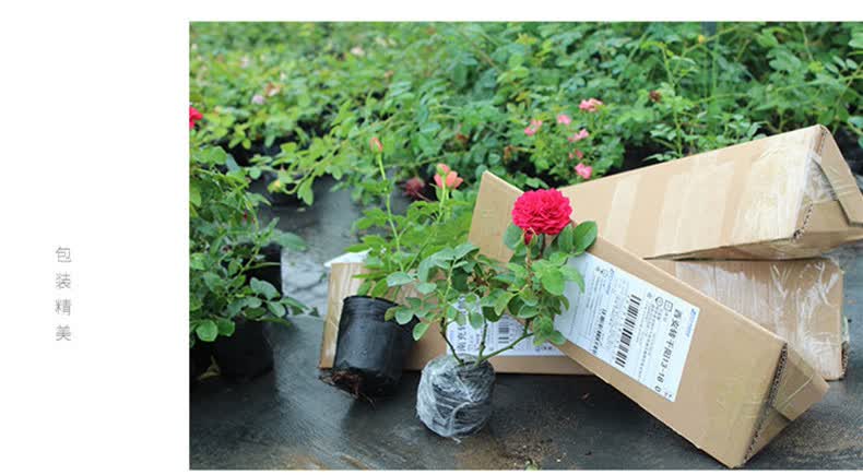 月季花苗批发市场在哪