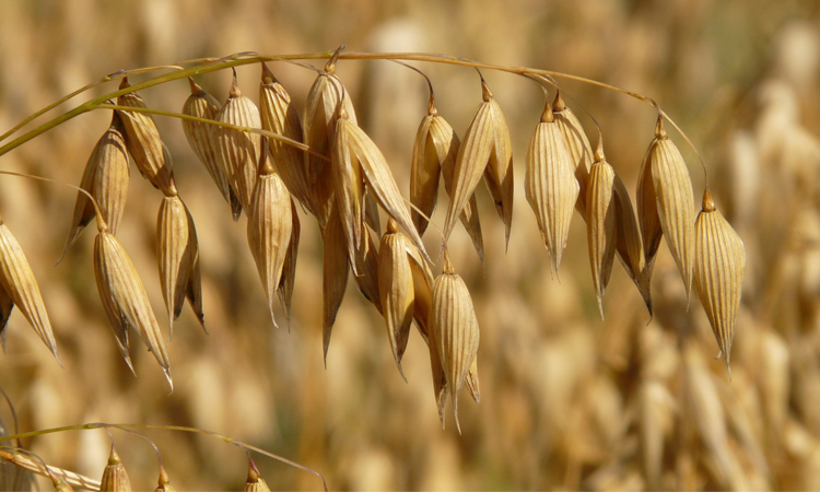 燕麦米生燕麦仁粒片农家裸燕麦古全胚芽米五谷杂粮500g_ 5折现价37元