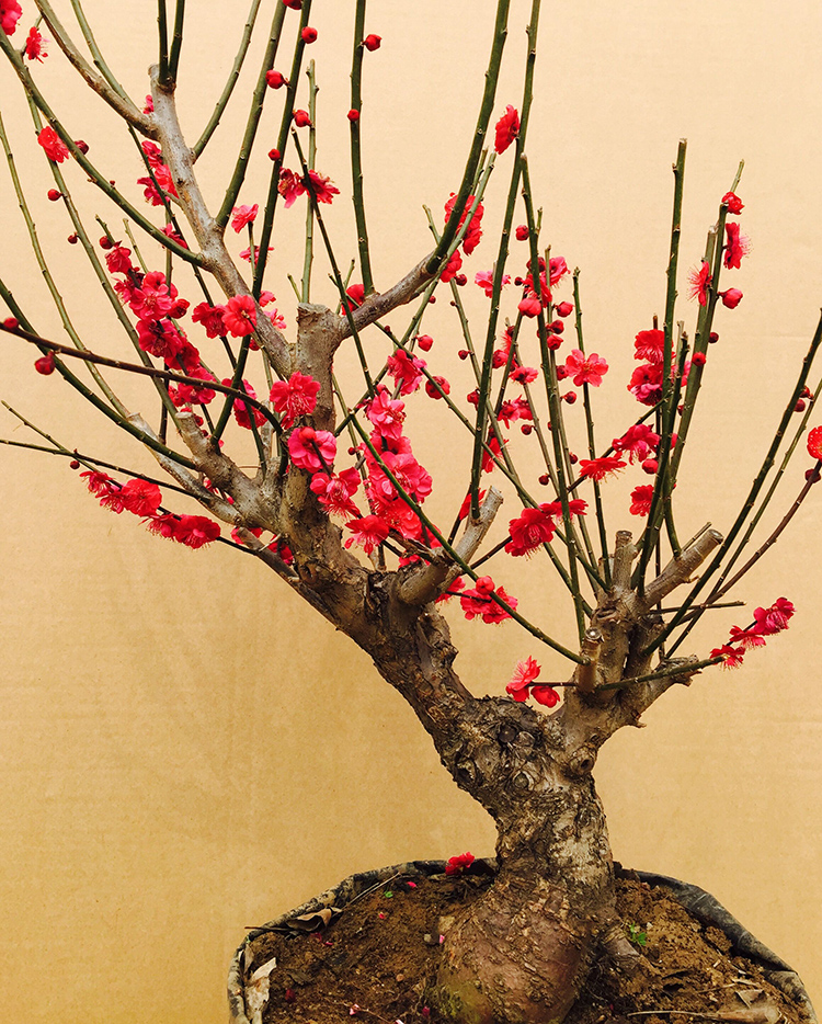 红梅盆景树桩盆栽梅花盆景老桩耐寒乌梅绿梅植物地栽腊梅室内绿植 不