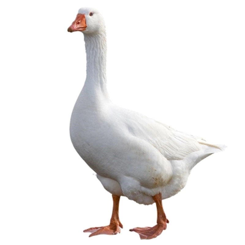 爵妃 新鲜整只大鹅鹅肉 农家散养土鹅大白鹅 杀好净重约3kg/只 一只装