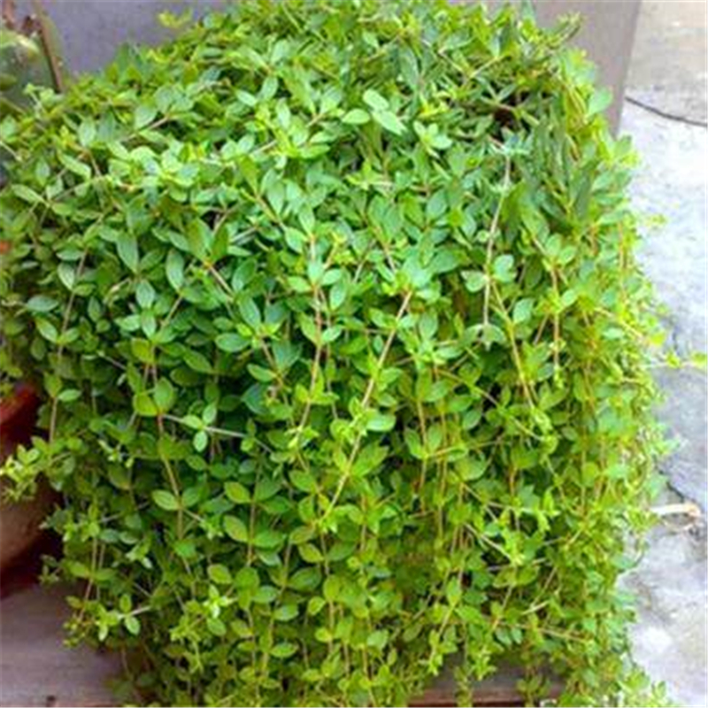 佛甲草 垂盆草 四季长青 地被 护坡 花坛吊兰 垂吊 佛甲草 多肉植物