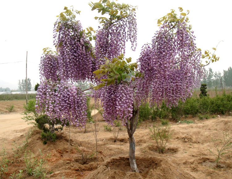 多花紫藤花苗树苗爬藤屋顶盆栽花园围墙庭院攀援植物可食用紫藤萝