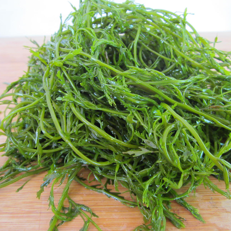 马尾藻5斤海藻盐渍海草鞭炮竹海带火锅食材hpt