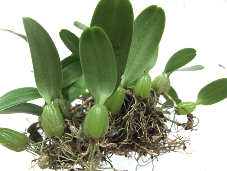 博多客 石橄榄 石仙桃双叶石豆兰岩新鲜 珠岩豆 1000g