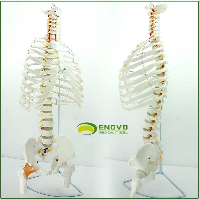 enovo頤諾醫學人體脊柱模型腰椎骨盆整骨胸骨肋骨胸腔骨骼架模型 胸腔