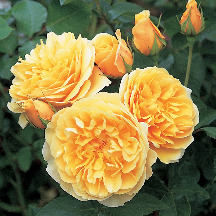 顺景大卫奥斯汀藤本月季苗 格拉汉托马斯 浓香爬藤月季蔷薇花四季开花