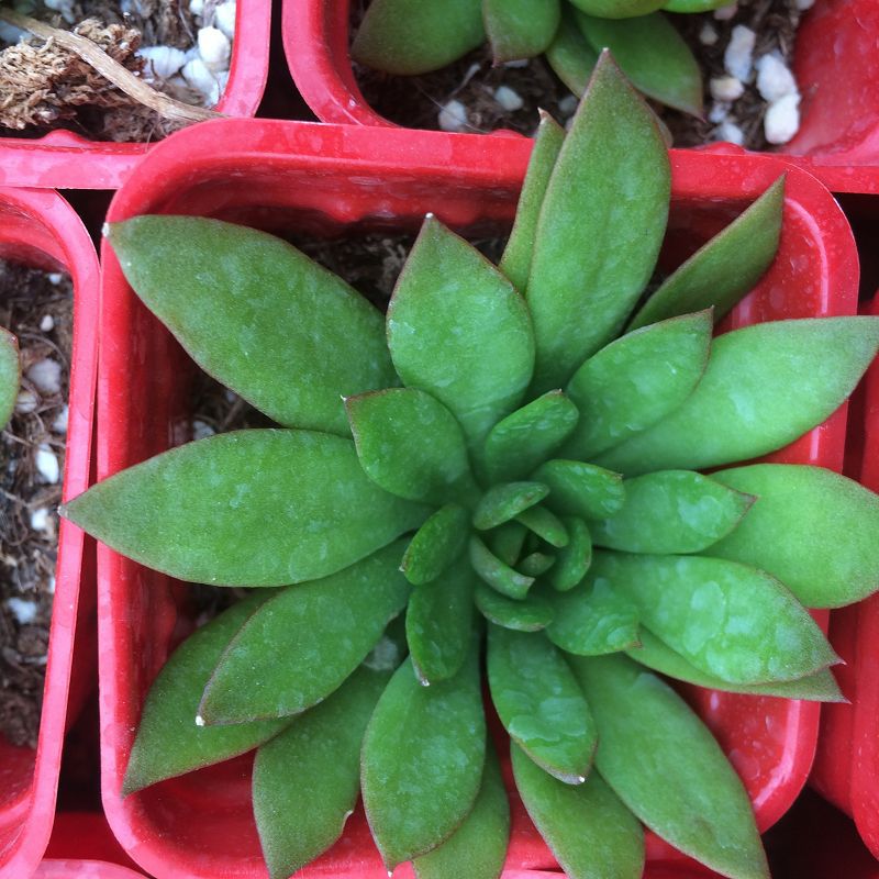 火凤凰带盆发 迷你绿植盆栽 多肉基地 防辐射多肉植物 注:株高5cm直径