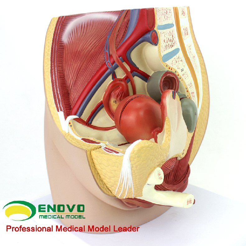enovo颐诺女性盆腔解剖模型生殖泌尿子宫胚胎儿妇产科医学用教学怀孕