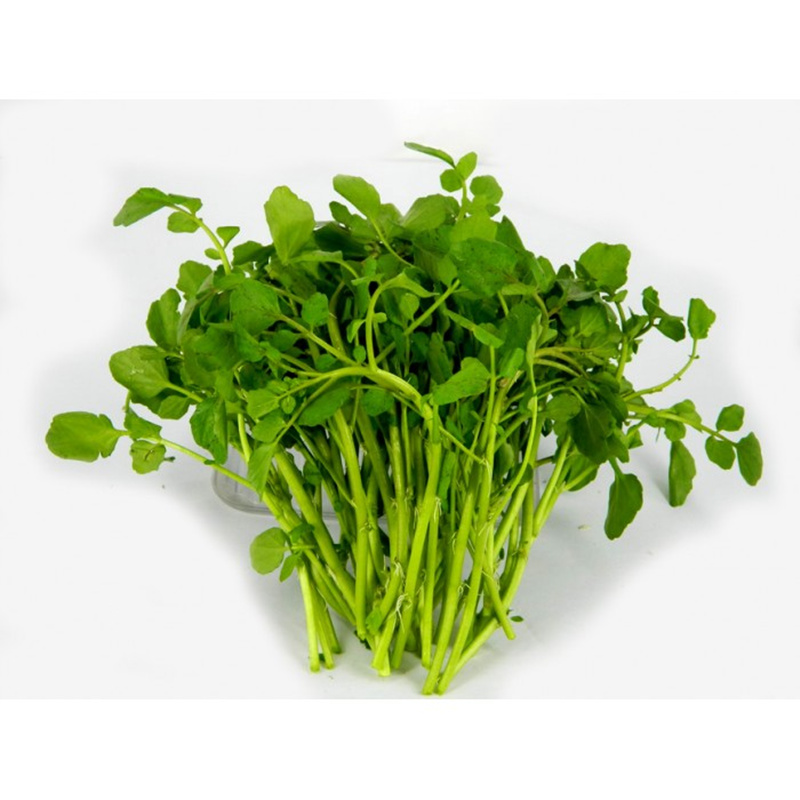 西洋菜500g 豆瓣菜 凉菜 新鲜_ 1折现价19元