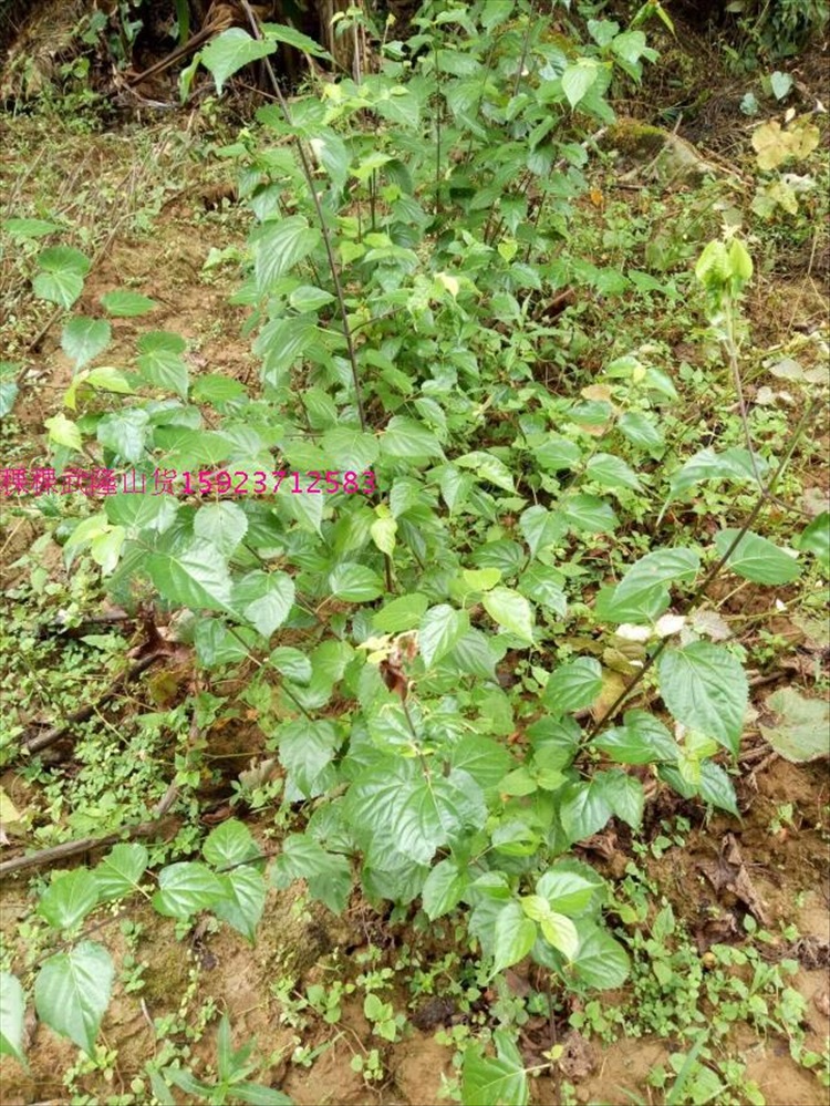 花姬蔬菜苗神仙豆腐樹葉子苗翡翠豆腐樹苗柴樹豆腐神豆腐樹苗2年苗10