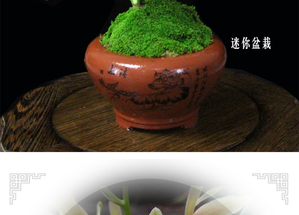 带盆栽好 花卉包邮 金边矮种兰花苗 惠兰四季金福冠 紫砂盆种好发货