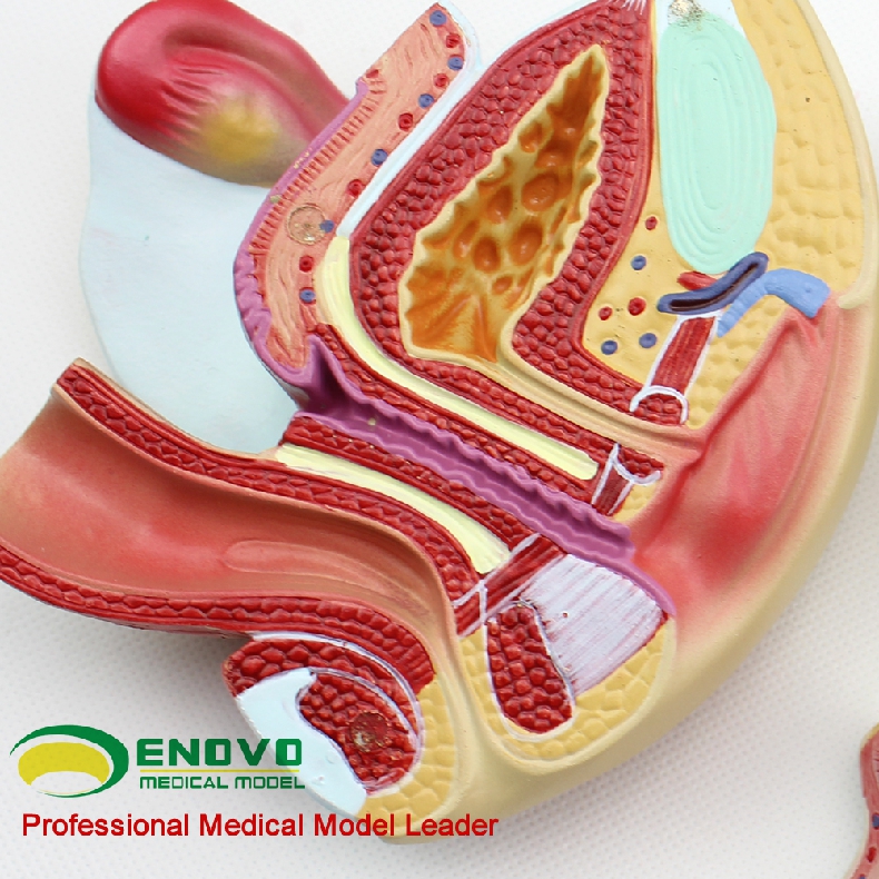 enovo颐诺医学人体女性生殖系统模型子宫模型妇产科解剖教学女性内外
