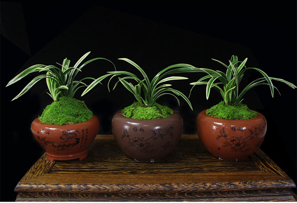 带盆栽好 花卉包邮 金边矮种兰花苗 惠兰四季金福冠 紫砂盆种好发货