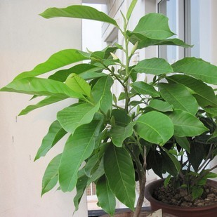 锦语 庭院盆栽绿化黄兰黄果兰白玉兰黄葛兰黄桷兰嫁接白兰花苗花卉