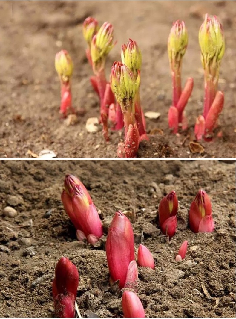 买1赠3耐寒带芽儿发货芍药种根根块芍药花苗种球牡丹花苗盆栽花卉当年
