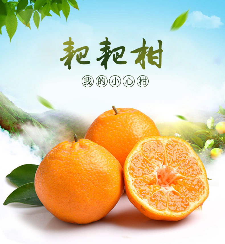 产地直发四川柑橘新鲜水果春见耙耙柑455斤装果径85mm起