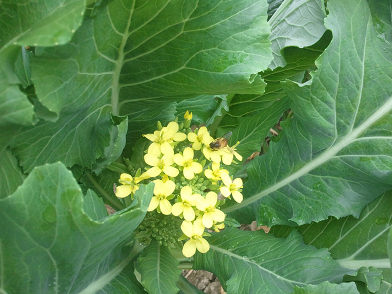 维桑 迟菜心 增城特产 小楼高脚菜心 广东菜心 5斤 新鲜蔬菜 现摘现发
