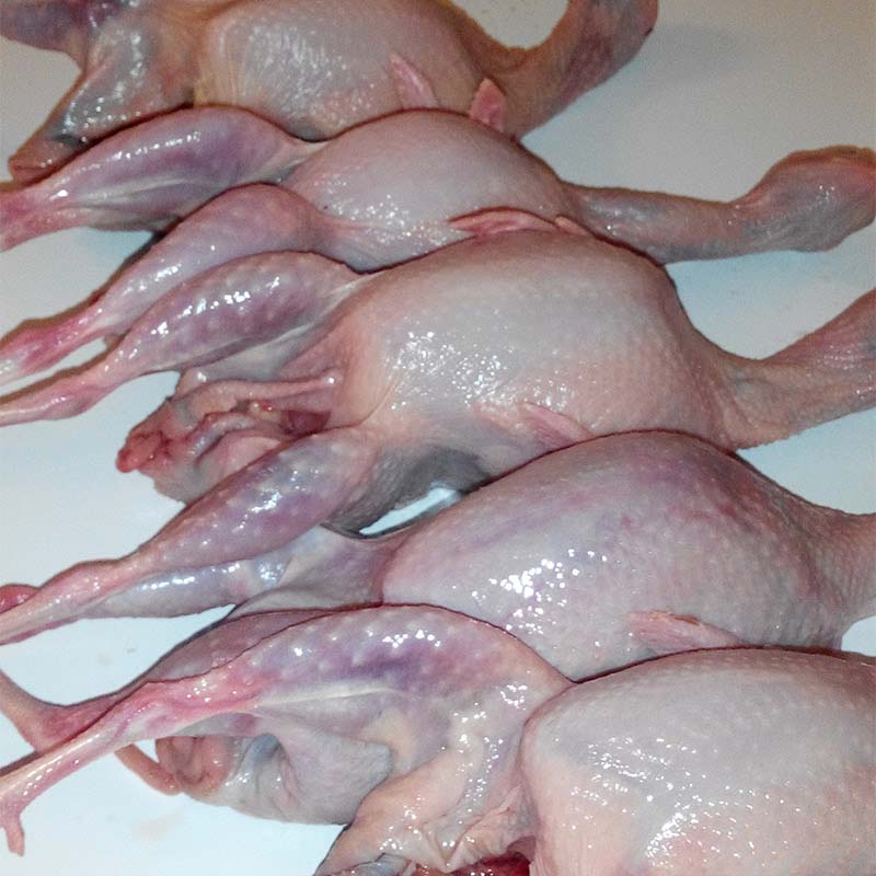 博多客新鲜鹌鹑肉农家鹌鹑肉活鹌鹑鸟肉现杀发货煲汤博多客12只装约1