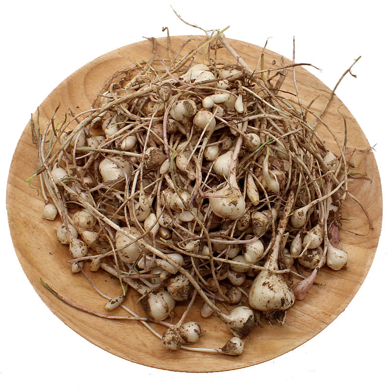 博多客小根蒜东北特产大脑瓜新鲜蔬菜大脑蹦浸没菜山蒜野蒜5斤装