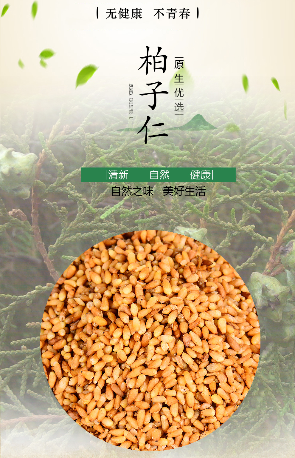 栢晟 柏子仁 柏仁柏子柏實側柏仁柏麥側柏子側柏籽 柏子仁500g【圖片 