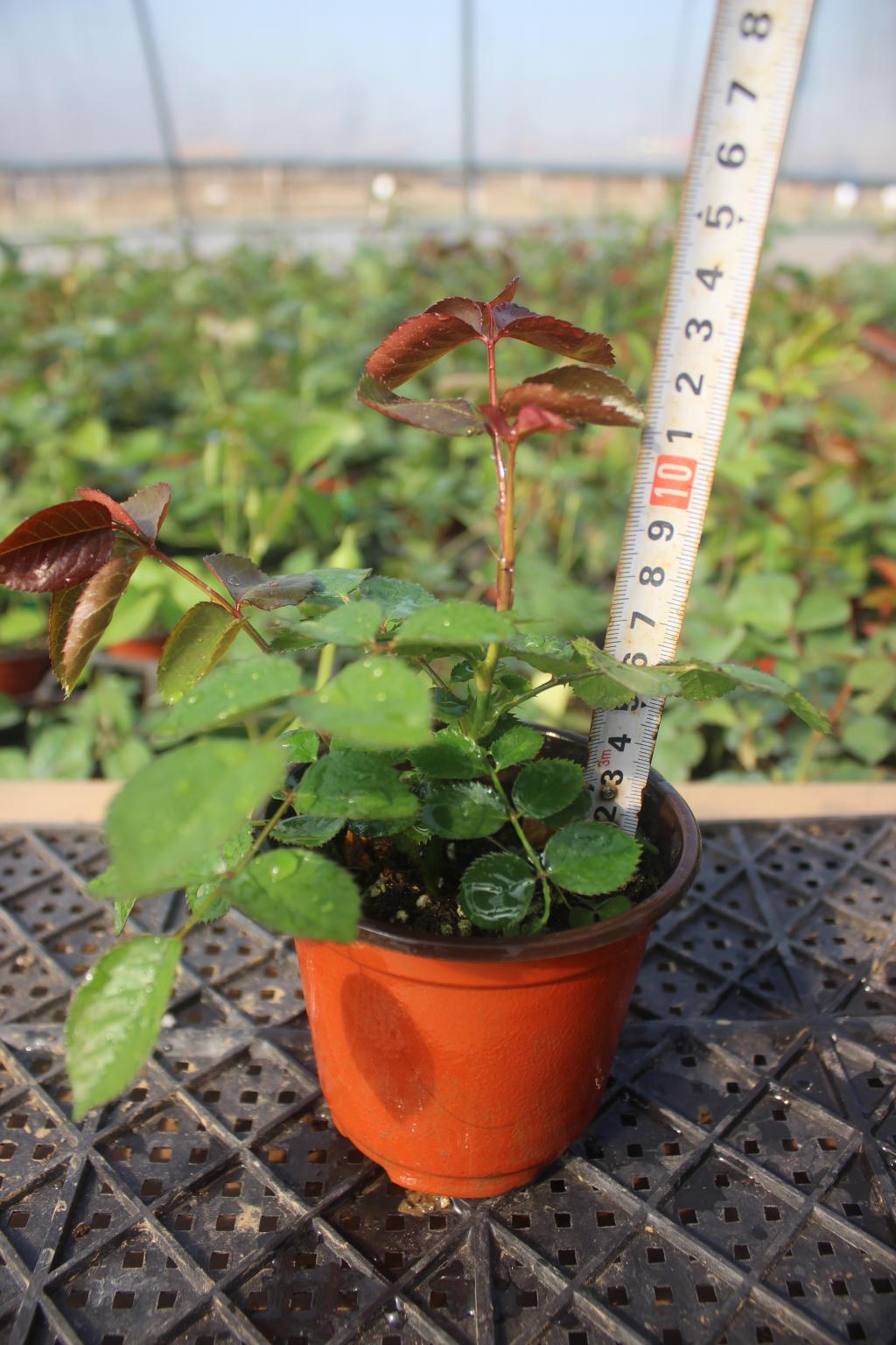 苗玫瑰月季欧月灌木绿植盆栽花卉四季开花阳台院 心之牵绊(12cm盆) 含