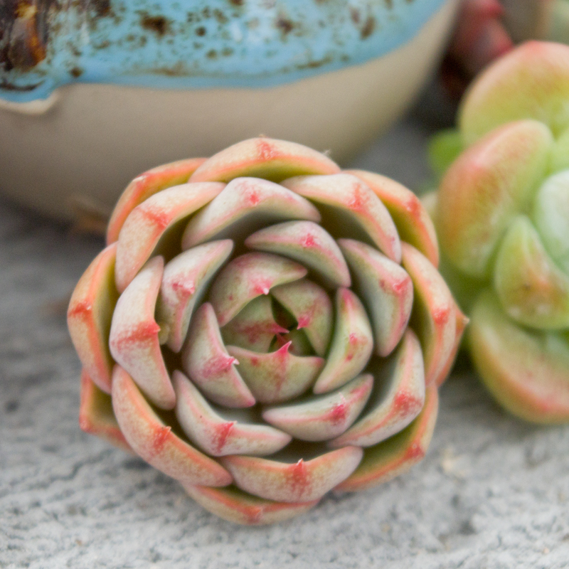 苯巴蒂斯多肉植物办公室植物盆栽 苯巴4厘米_ 11折现价6元