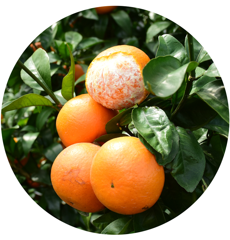 纯香果 广西现摘水果柑橘武鸣沃柑 5斤装 约15-18个_现价-1元