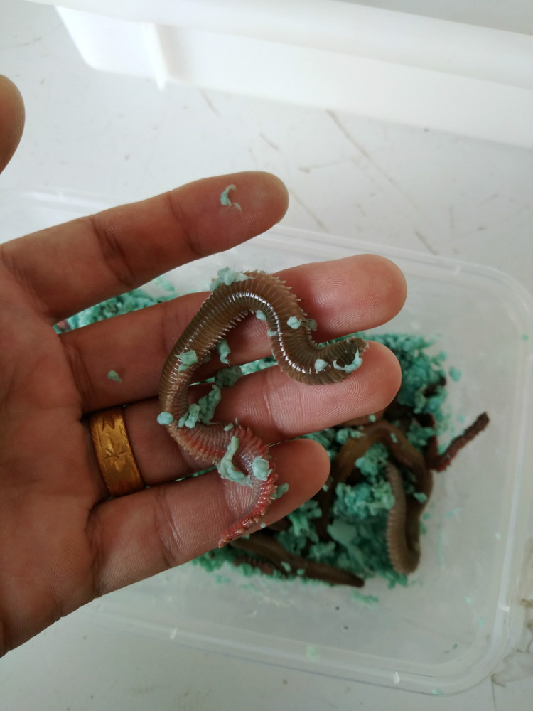 活沙蚕活饵红虫青虫海蜈蚣海蚂蝗海钓鱼饵路亚饵鲈鱼饵包活物青红虫